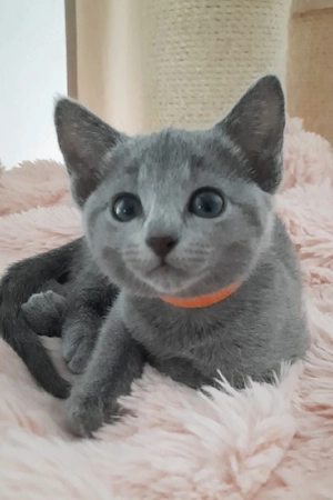 russisch blau kitten