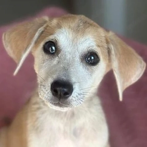 Rosie, geb. ca. 05 2026, lebt in GRIECHENLAND, im städt. Tierheim Serres 