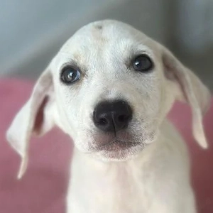 Lily, geb. ca. 05 2026, lebt in GRIECHENLAND, im städt. Tierheim Serres 