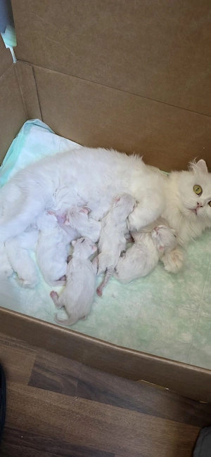    Britisch Langhaar (BLH) Kitten   Reinweiß   Reservierung möglich   