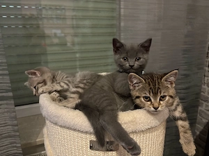 BKH kitten