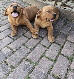 Reinrassige Labradorwelpen 