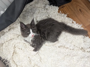 kleiner süßer Maine Coon Kater  Bild 2