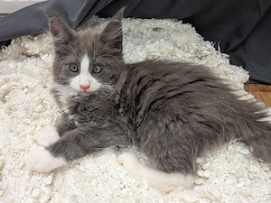 kleiner süßer Maine Coon Kater  Bild 4
