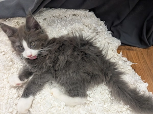 kleiner süßer Maine Coon Kater  Bild 6
