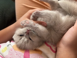 Zauberhafte BKH Kitten abgabebereit ab dem  