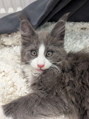 kleiner süßer Maine Coon Kater  Bild 7