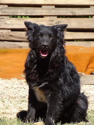 Collie Schäferhund 13Mon Hündin 40cm 13kg BUNDESWEIT ausreisebereit 