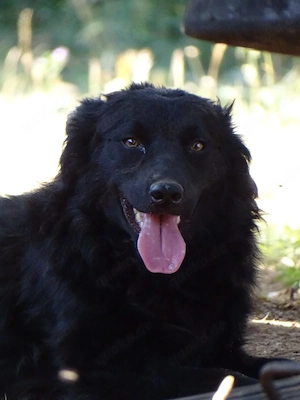 Collie Schäferhund 12Mon Hündin 40cm 12kg BUNDESWEIT ausreisebereit 
