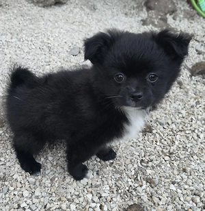 Chihuahua pomeranian mix männchen 