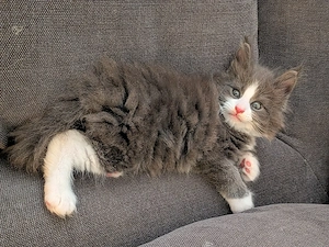 kleiner süßer Maine Coon Kater 