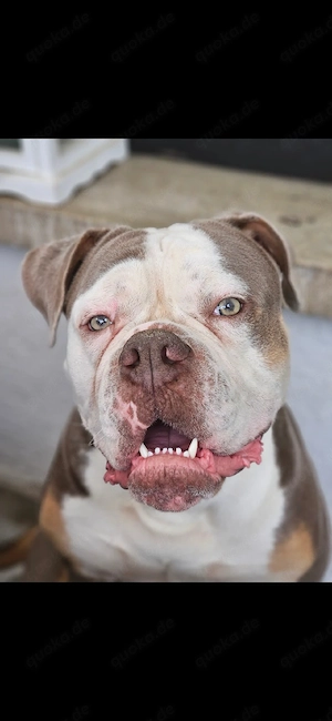 old englische Bulldogge 
