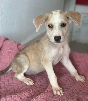 Ivy, geb. ca. 05 2026, lebt in GRIECHENLAND, im städt. Tierheim Serres Bild 7