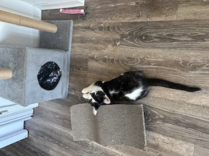 3 Monate alte Katze zum verkaufen 