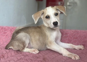 Ivy, geb. ca. 05 2026, lebt in GRIECHENLAND, im städt. Tierheim Serres Bild 5