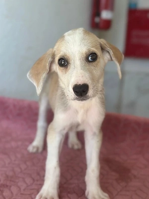 Ivy, geb. ca. 05 2026, lebt in GRIECHENLAND, im städt. Tierheim Serres Bild 8