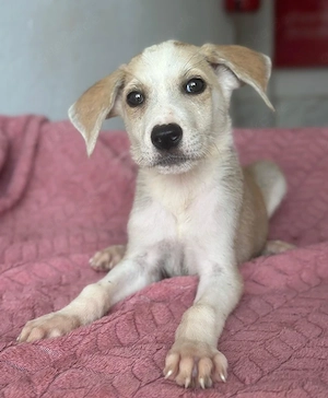 Ivy, geb. ca. 05 2026, lebt in GRIECHENLAND, im städt. Tierheim Serres Bild 2