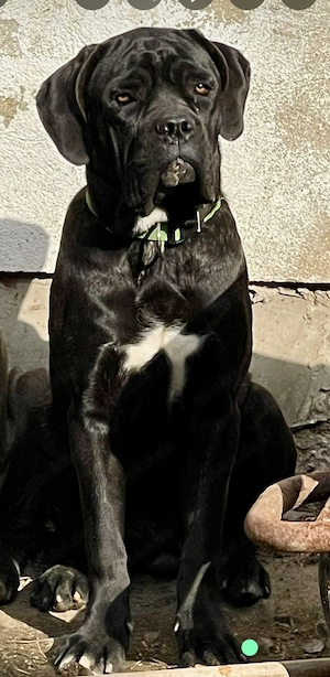 Adult Cane Corso Hündinnen