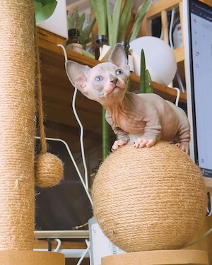 Sphynx-Kätzchen   Männchen & Weibchen verfügbar   12 Wochen alt