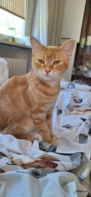 BKH Bengal Mix Dame abzugeben