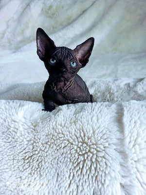 Sphynx-Kätzchen   Sofort abgabebereit