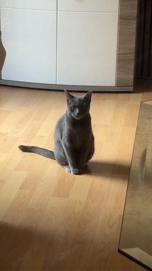 Katzen Paar abzugeben