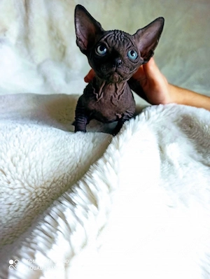 Gesunde, 12 Wochen alte Sphynx-Kätzchen (männlich & weiblich) abzugeben