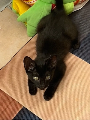 1 schwarzes kitten weiblich 