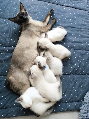 Wunderschöne Siamkitten Seal- Point 
