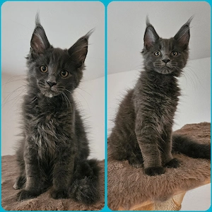 (XXL) Maine Coon Blue Solid Kater