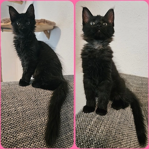 (XXL) Maine Coon Black Smoke Katze