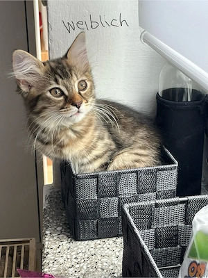 Liebevolle Katzen suchen neues Zuhause