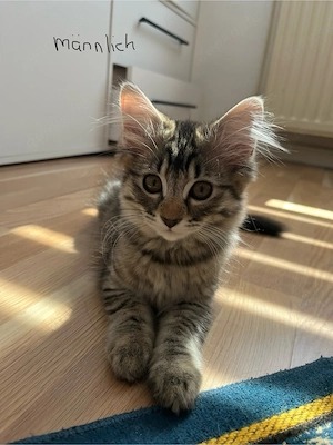 Katzen zum Abgeben 