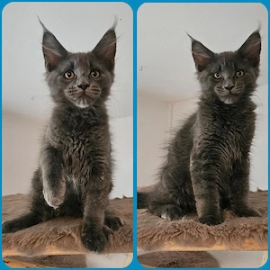 (XXL) Maine Coon Blue Solid Kater