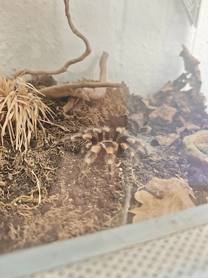 Vogelspinne Brachypelma Smithi 