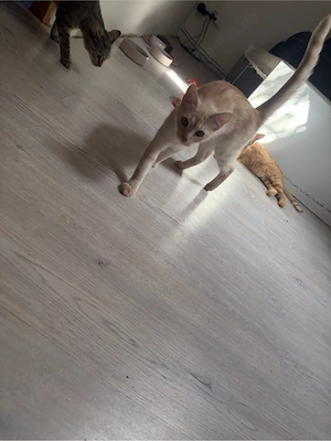 liebvolle katzen suchen ein zuhause 