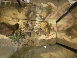 Aquarium mit Axolotl abzugeben 