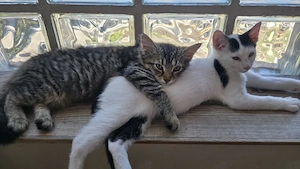 Kitten Katzen Babys zu verschenken 