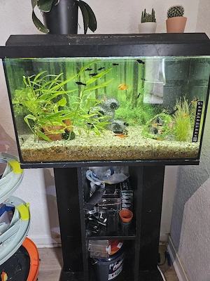 60L Aquarium mit Zubehör