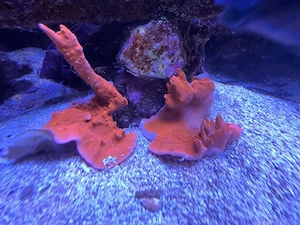 Meerwasser-Ableger-Montipora Setosa