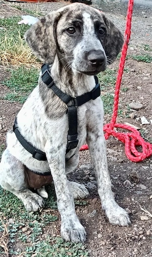 Krista cocker spaniel Mix