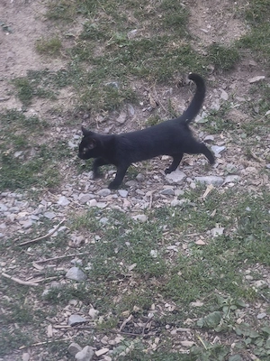 katzen kitten