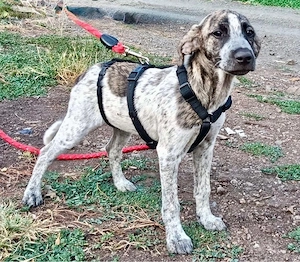 Krista cocker spaniel Mix
