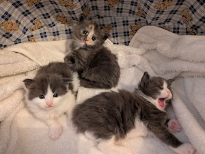 kleiner süßer Maine Coon Kater  Bild 8