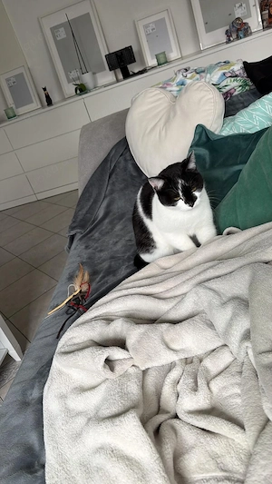 Coco sucht ein liebevolles Zuhause  