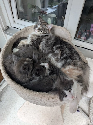 kleiner süßer Maine Coon Kater 