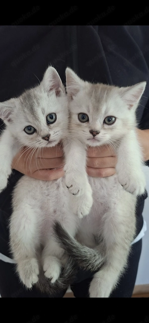 Süsse Bkh Kitten reinrassig