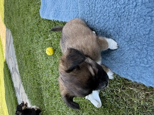Chihuahua Welpen Rüden