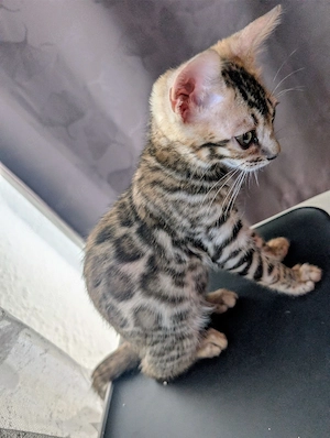 Bengal Katze Kitten Baby Katze