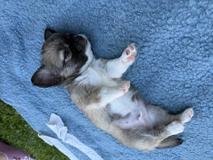 Chihuahua Welpen Rüden